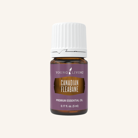 Canadian Fleabane Essential Oil